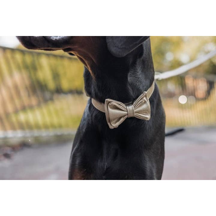 Studio Proud - Vendita all'ingrosso Collare - Cani - Copacabana - Collare per cani dorato con accessori dorati