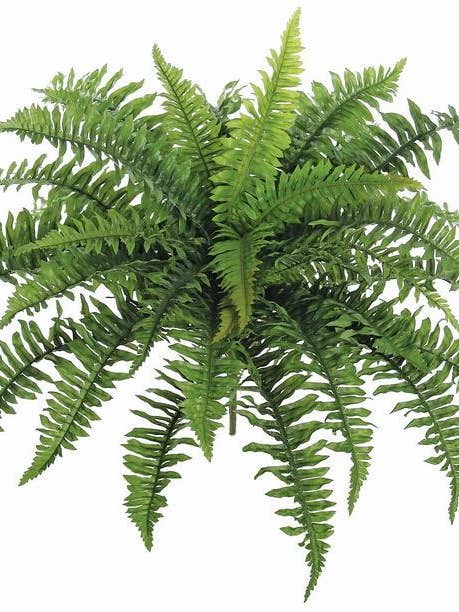 Boston Fern X36, 26", Green for wholesale by Select Artificials, Inc.