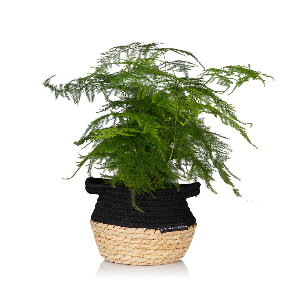 The Little Botanical – wholesale Live plant – British Grown Asparagus Fern7