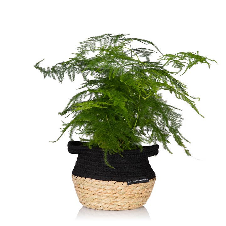 The Little Botanical – wholesale Live plant – British Grown Asparagus Fern7