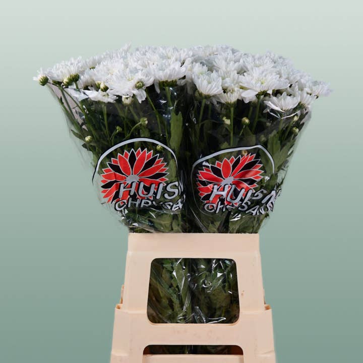 Chrysanthemum Spray Bonita for wholesale by All Occasions Wholesale