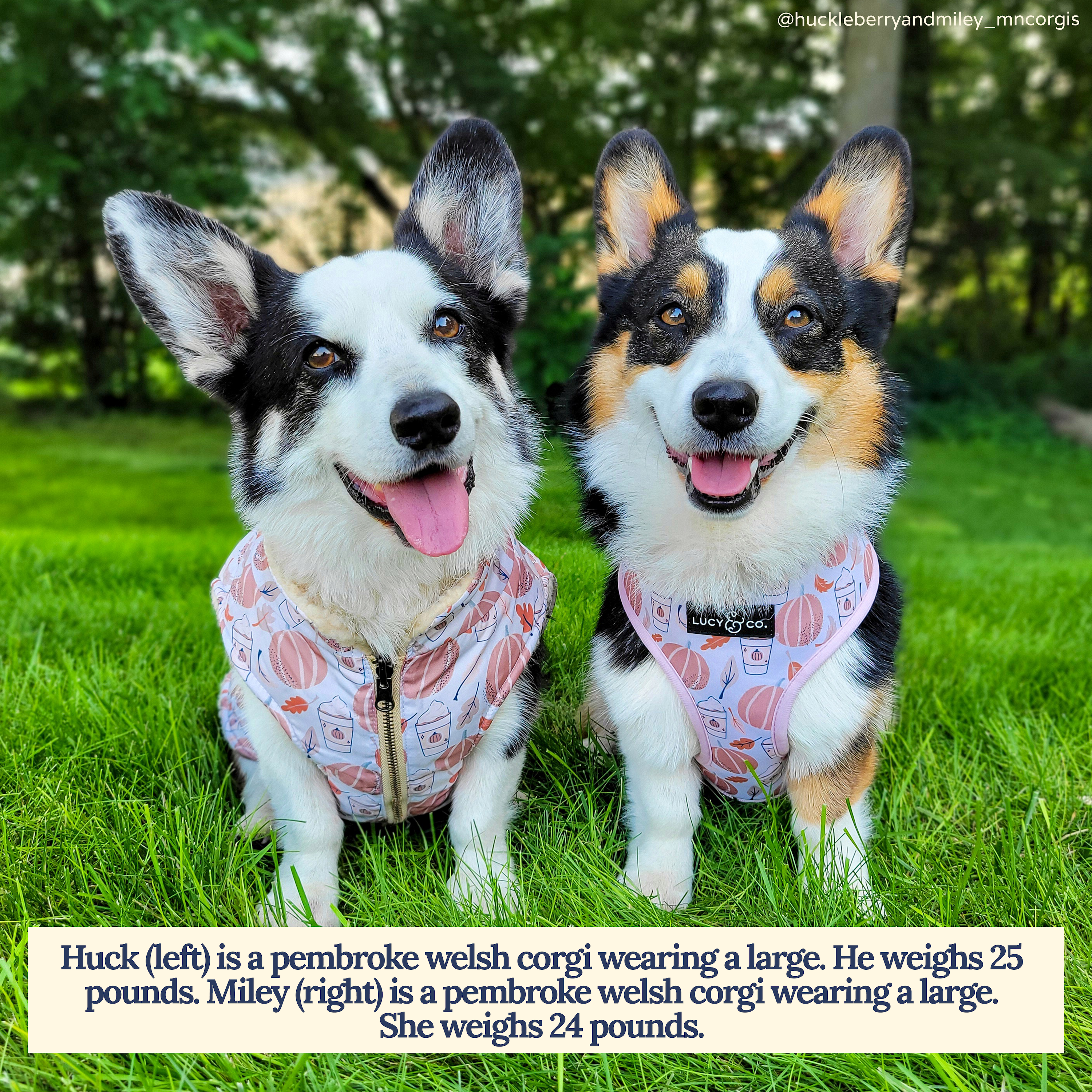 Lucy & Co. - Vendita all'ingrosso Gilet - Cani - Gilet Teddy Reversibile Fantastico Autunno6