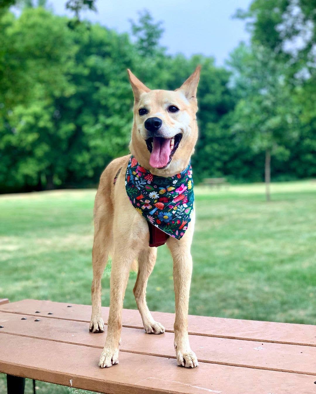 BibbyBubby - Wholesale Pet Bandana - Dog - Whimsy Dog Bandana (Snap-on, adjustable, 3 sizes available)1