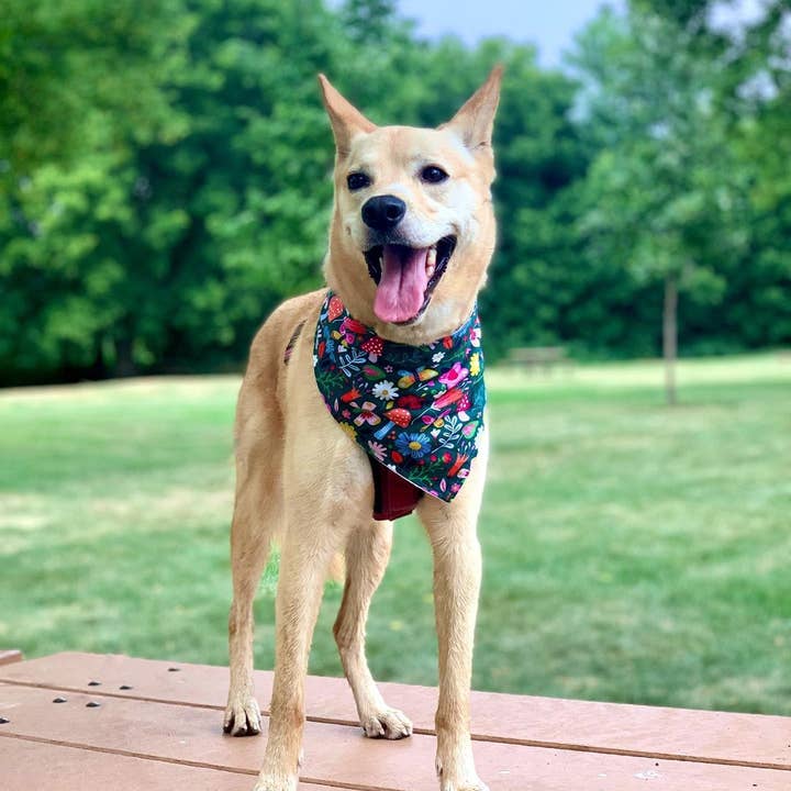 BibbyBubby - Wholesale Pet Bandana - Dog - Whimsy Dog Bandana (Snap-on, adjustable, 3 sizes available)1