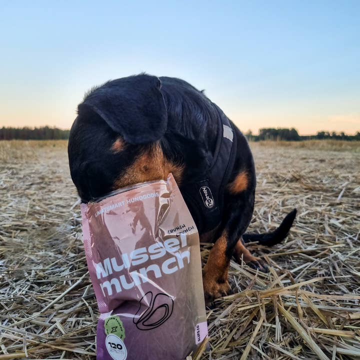 Glufs – Großhandel Leckerlis – Hund – Musselmunch – Knuspriger, klimafreundlicher Hundesnack mit MSC-zertifizierten Miesmuscheln5