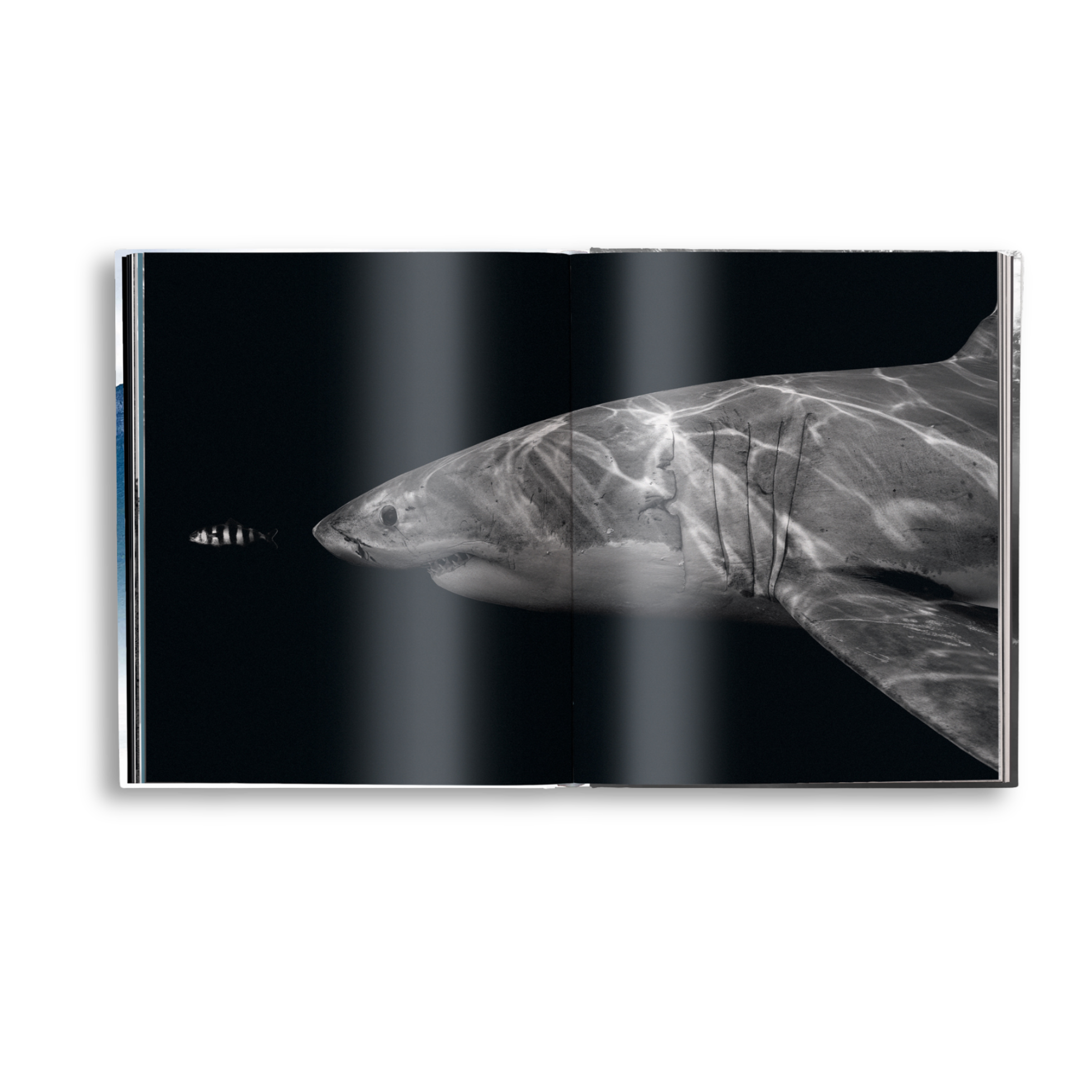 gestalten & teNeues - Vente Livre à exposer - Création7