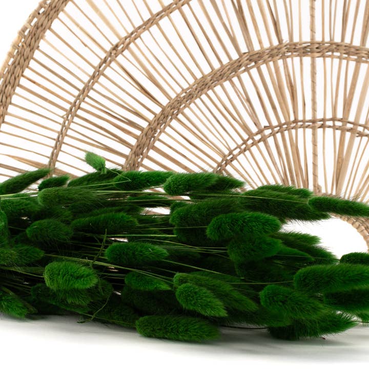 Lagurus Ovatus seco - Grande variedade de cores por atacado de SecondFlor