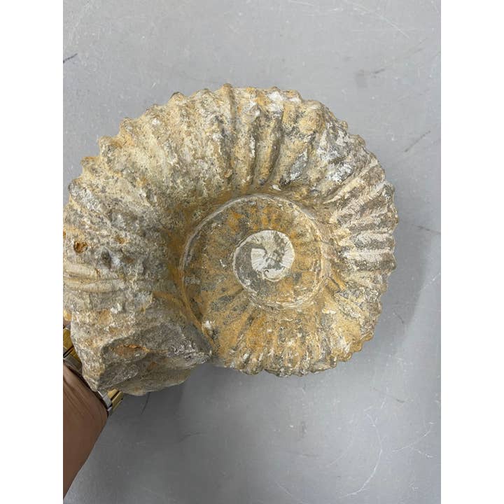 Casablanca Exports - Wholesale Decorative Tabletop Object - XL Nautilis Ammonite
