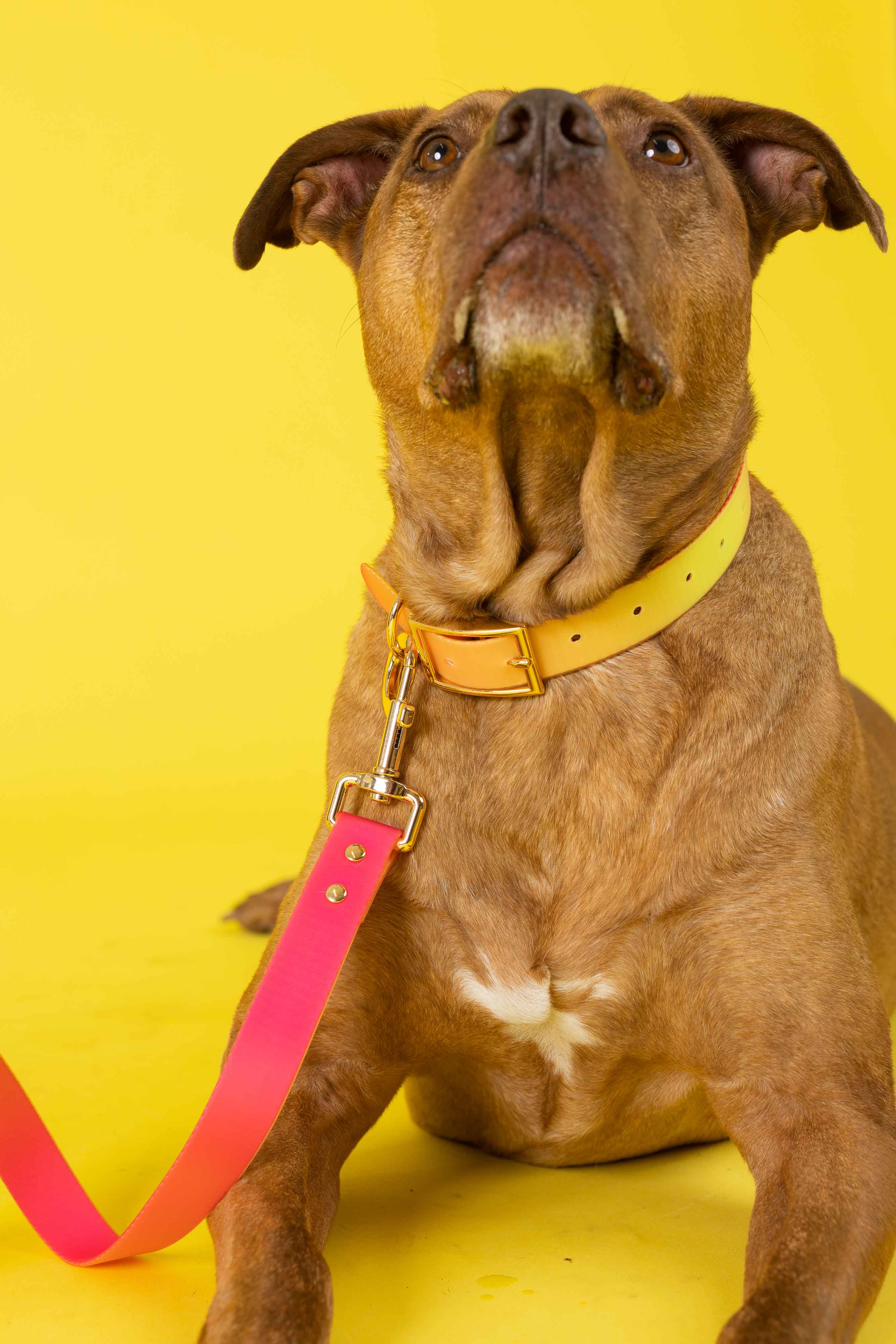 Pink Papyrus | Premium, Durable, & Stylish Dog Products – coleira - Cão por atacado – Coleira para Cão à Prova de Água e Fácil de Limpar Katelin All Weather21