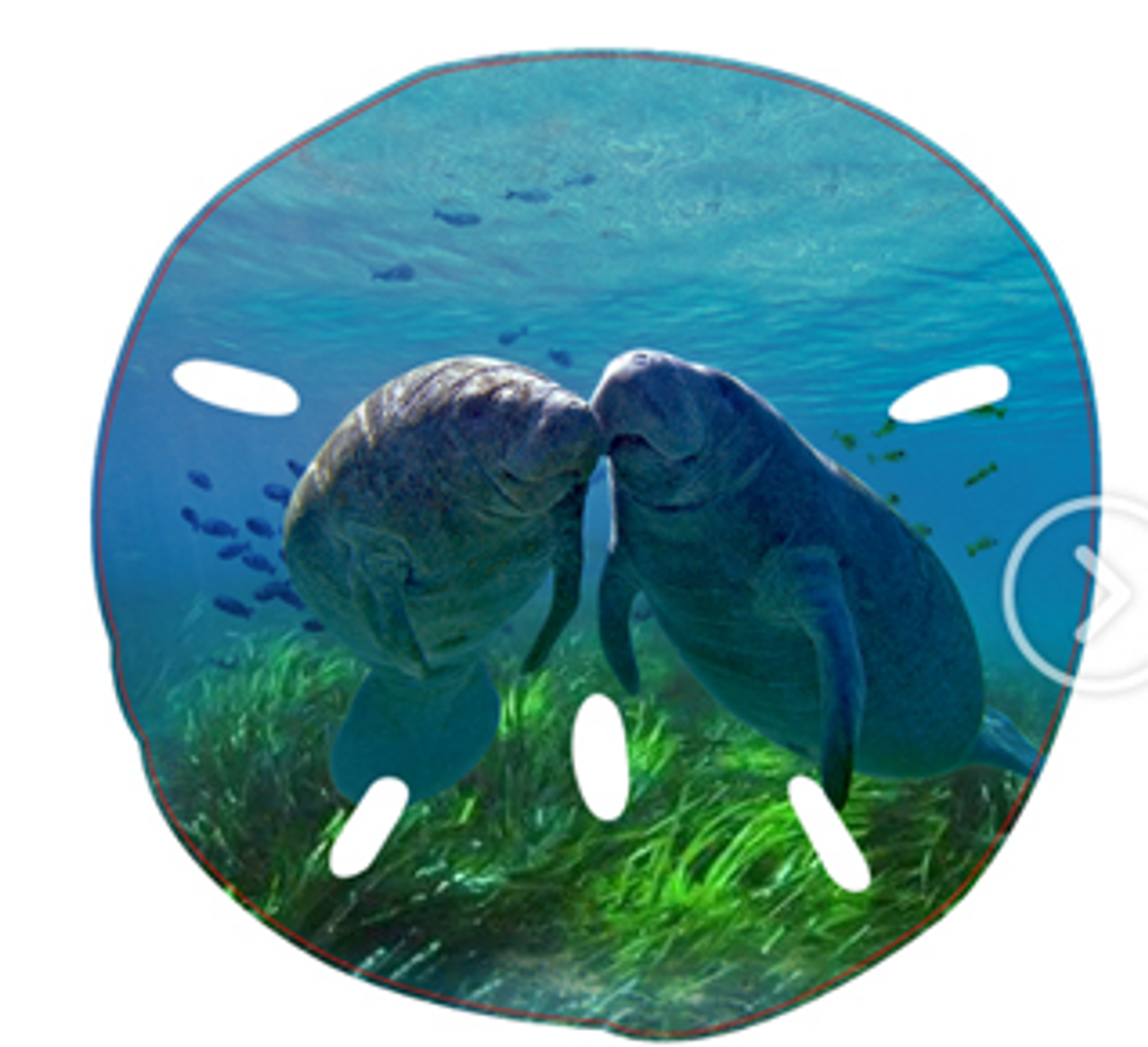 Sea Creations - Wholesale Magnet - Manatee Sand Dollar Magnet-530