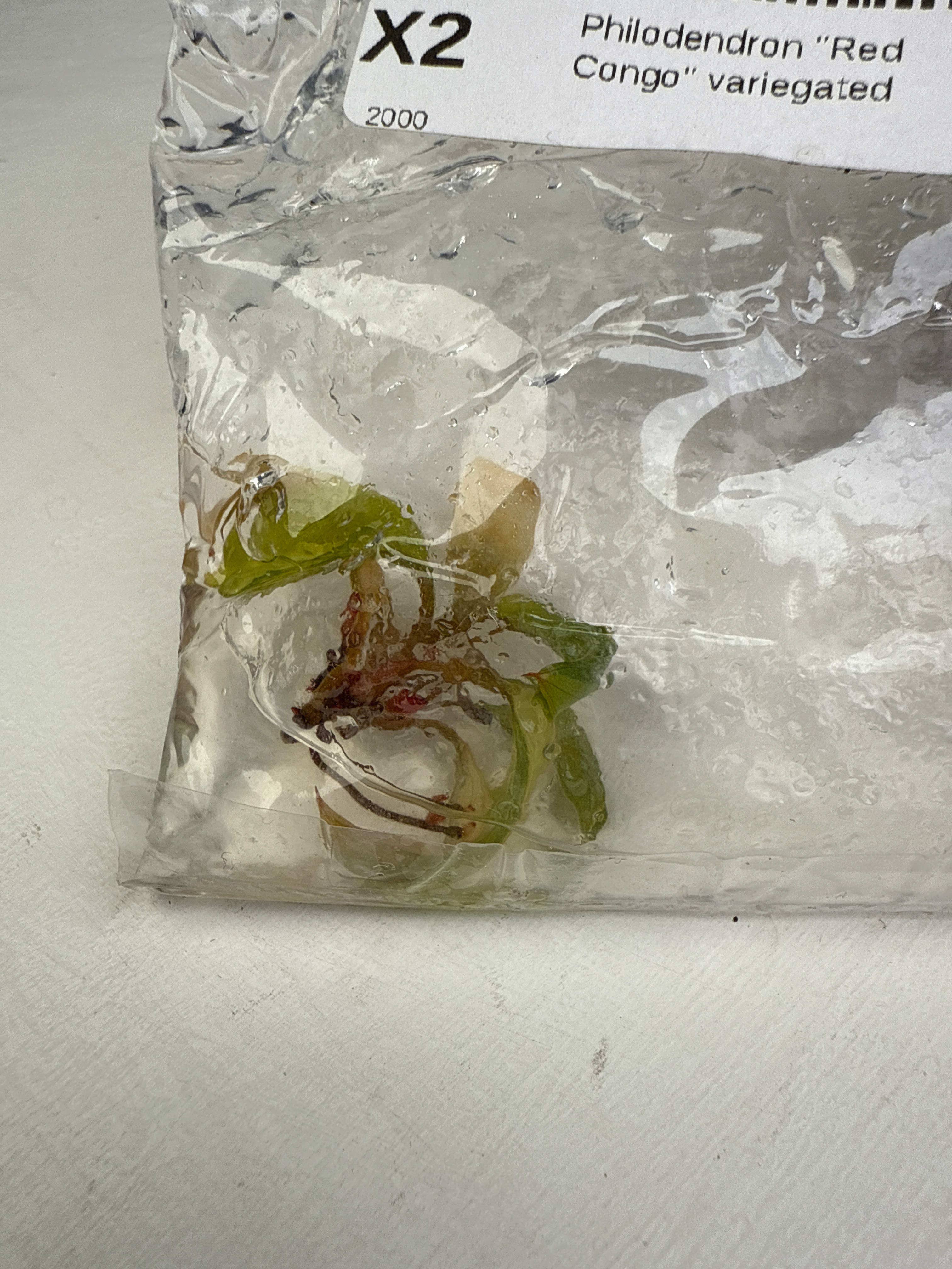 OrchidBox - Wholesale Live Plant - Philodendron "Red Congo" variegated TC plantlet3