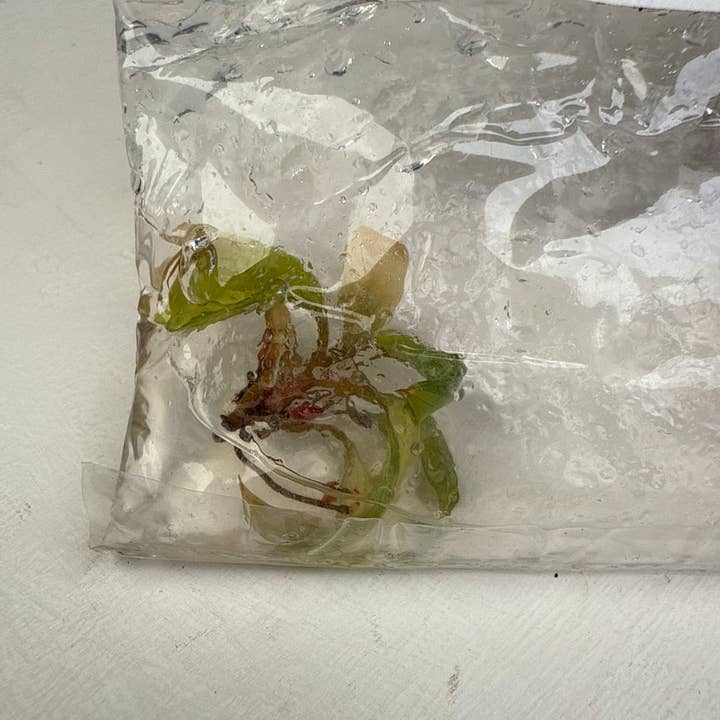 OrchidBox - Wholesale Live Plant - Philodendron "Red Congo" variegated TC plantlet3