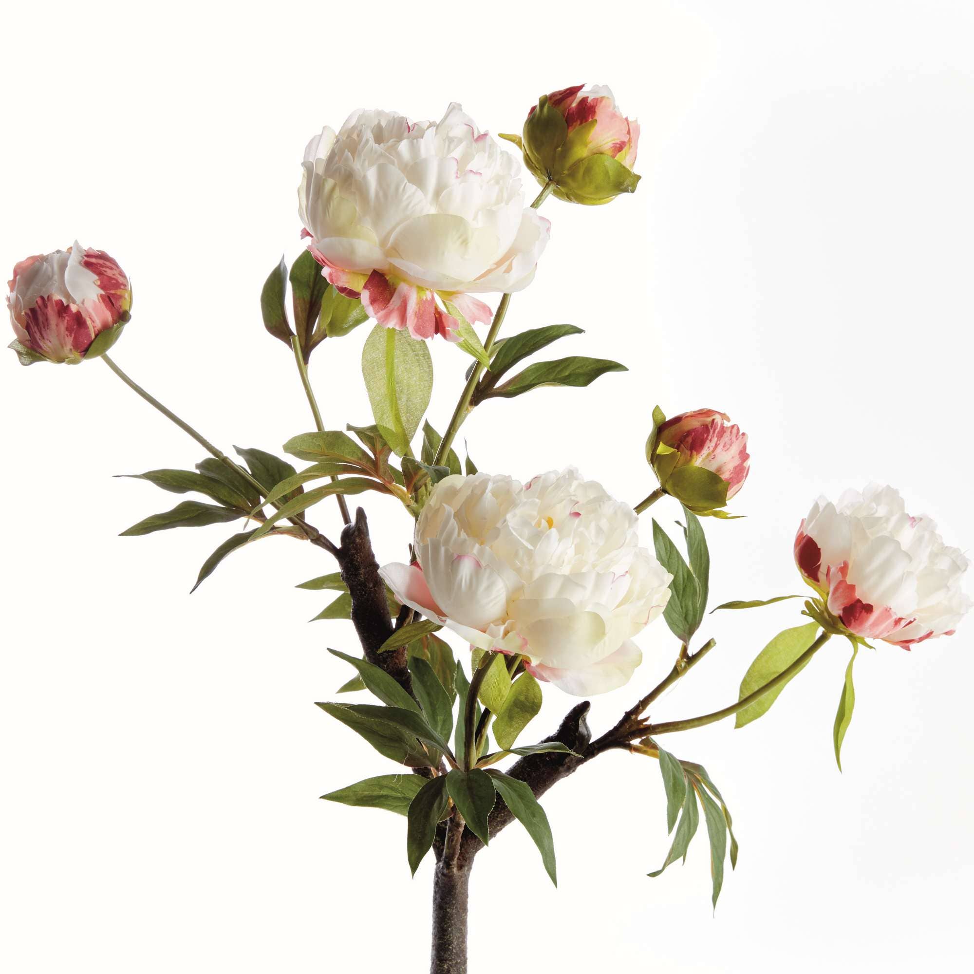 Napa Home & Garden - Vente Fleurs artificielles - Branche de pivoine 25" - Crème1