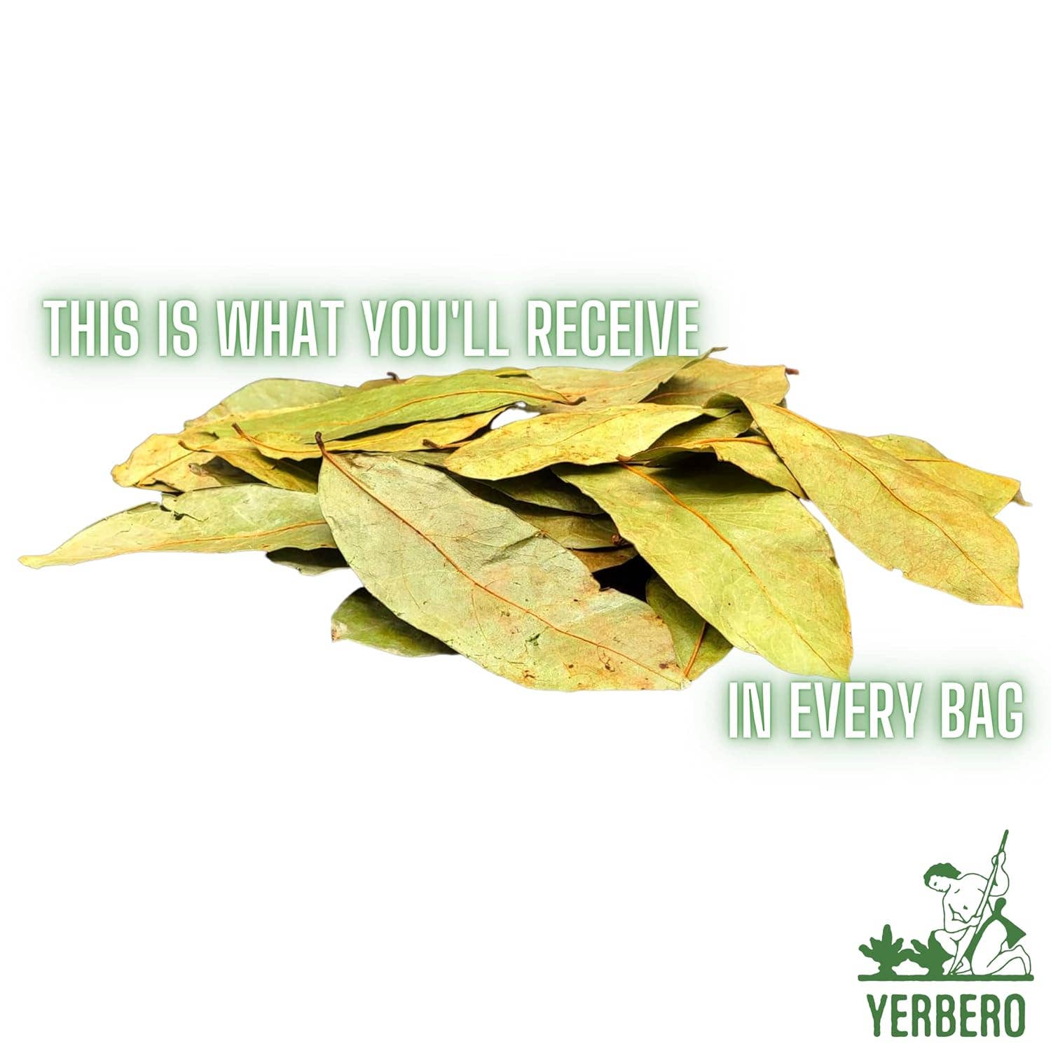 YERBERO - Wholesale Loose Tea - Yerbero - Whole Wildcrafted Dried Graviola Soursop Leaves 1 LB (453g - 1300+ Leaves Per Bag)1