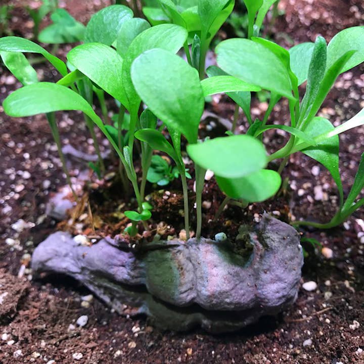 Shroot: Kabloom Seedboms – wholesale Plant seeds – Wilderbom Seedbom - CDU Pack - Butterfly & Bee Wildflowers