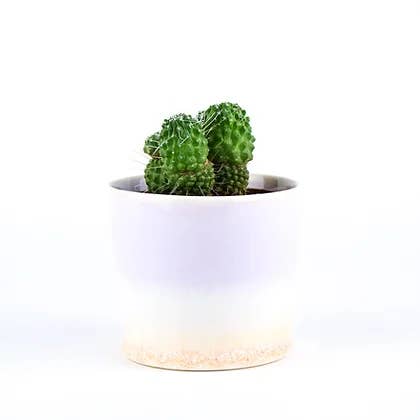 SGW Lab Plant Pot PT015 for wholesale by SGW LAB
