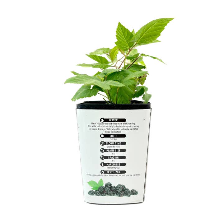 Best Plant Friend - Wholesale Live Plant - Blackberry Chester - 4 inch Deep Pot Live Fruit Plants