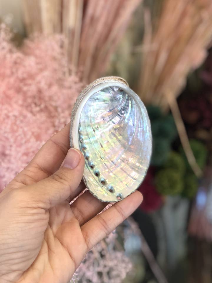 Brittany Abalone Shell for wholesale by Atelier Aiyanna