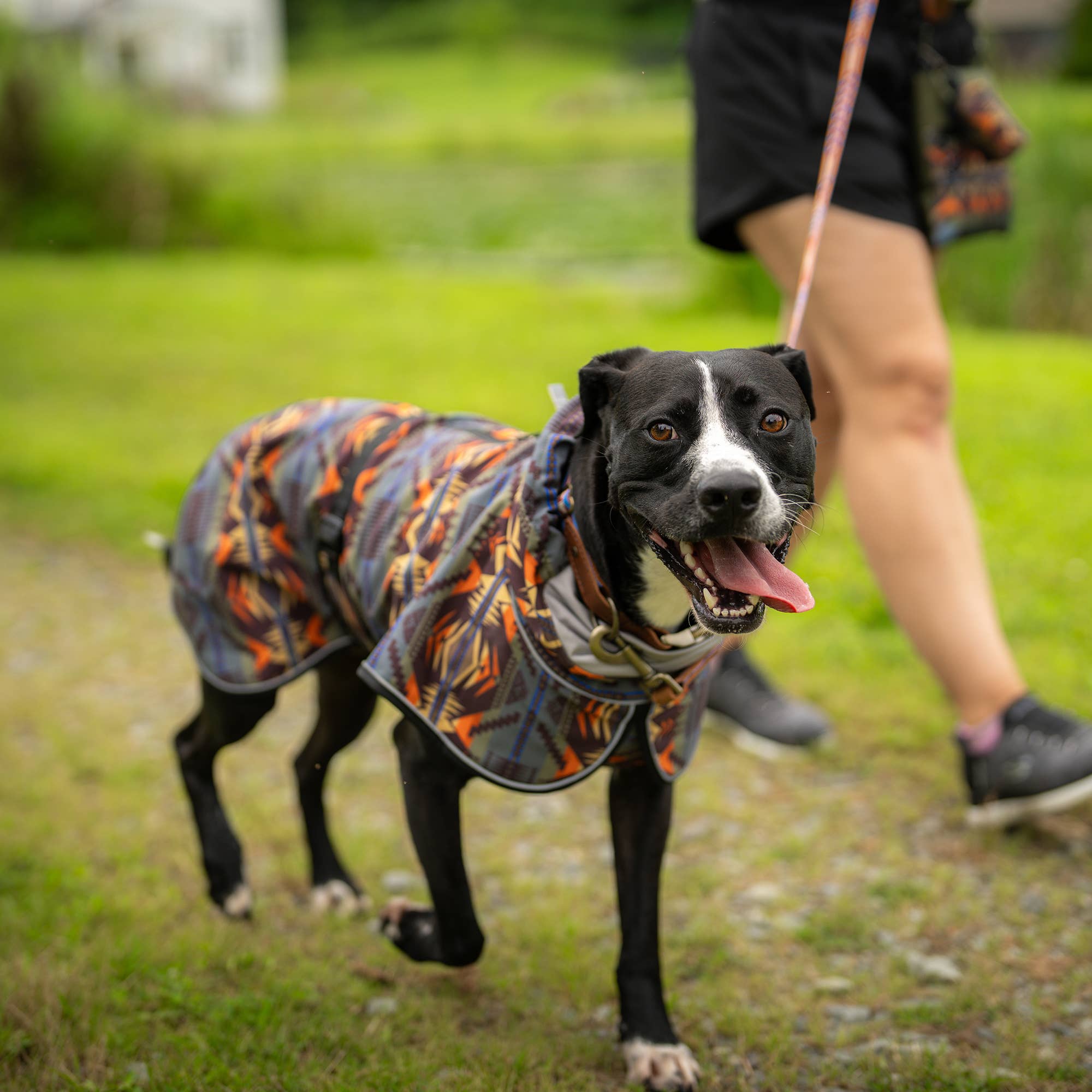 Carolina Pet Company - Vente Manteau – chien - Manteau d'Aventure Imperméable pour Chien Pendleton5