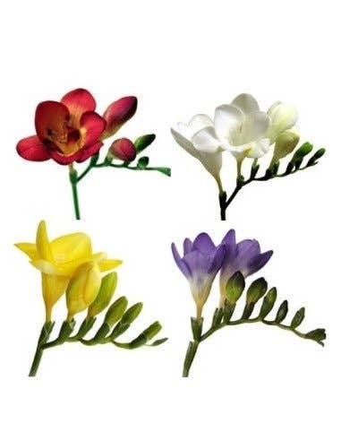 Florasource - Wholesale Fresh Cut Flowers - Freesia Assorted By the Box 10 Bunches