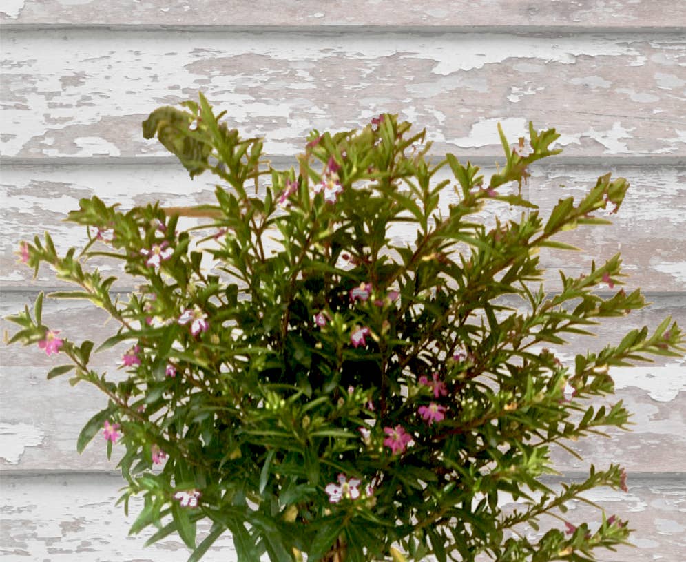 Bella Vintage Home Inc - Wholesale Live Plant - Live Plants- Mexican Heather Topiary Purple3