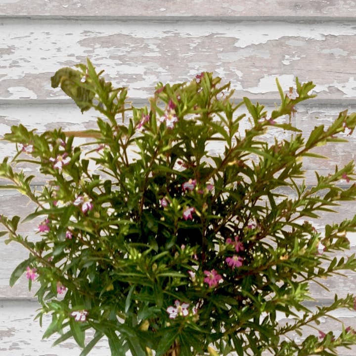 Bella Vintage Home Inc - Wholesale Live Plant - Live Plants- Mexican Heather Topiary Purple3