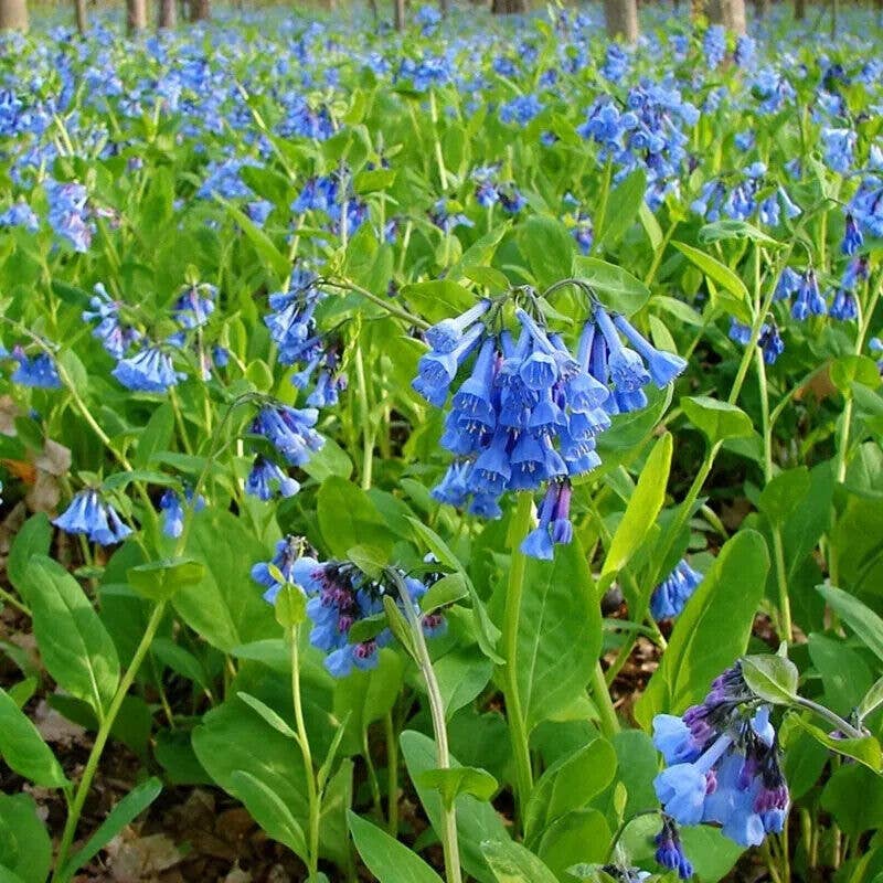 GardenPerspective - Wholesale Live Plant - 5 Virginia Bluebell Bare Root Mertensia Virginica Perennial3
