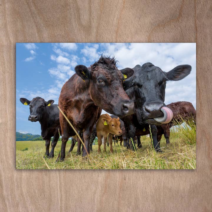 Postcard Eye0316 Cow Cows Angus Cattle para venta al por mayor de eye-comm