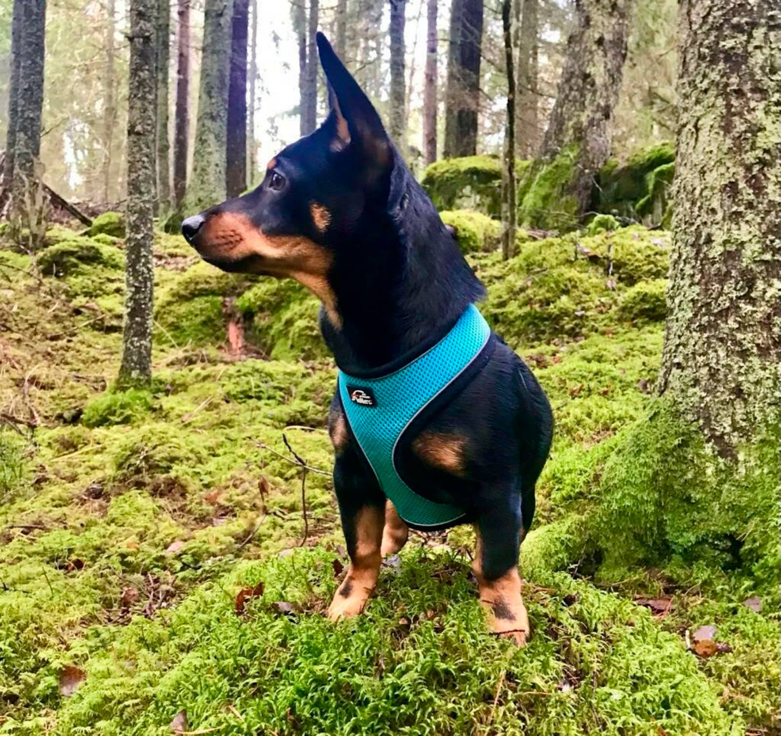 FINNERO - Wholesale Pet Harness - Dog - FINNERO LIGHT Reflective Harness For Pets, 4 Colors8