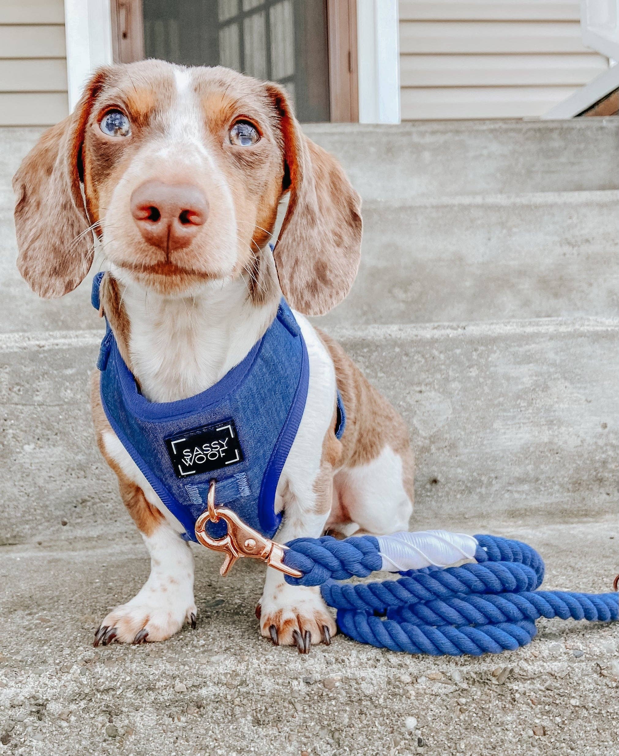 SASSY WOOF - Wholesale Pet Harness - Dog - Dog Adjustable Harness - Denim10