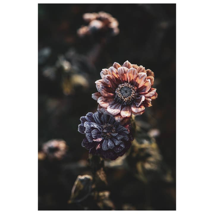 Blush Pink Zinnia Art, No. 2: Dark Moody Floral Art Prints for wholesale by Brooke T Ryan Photographic Art