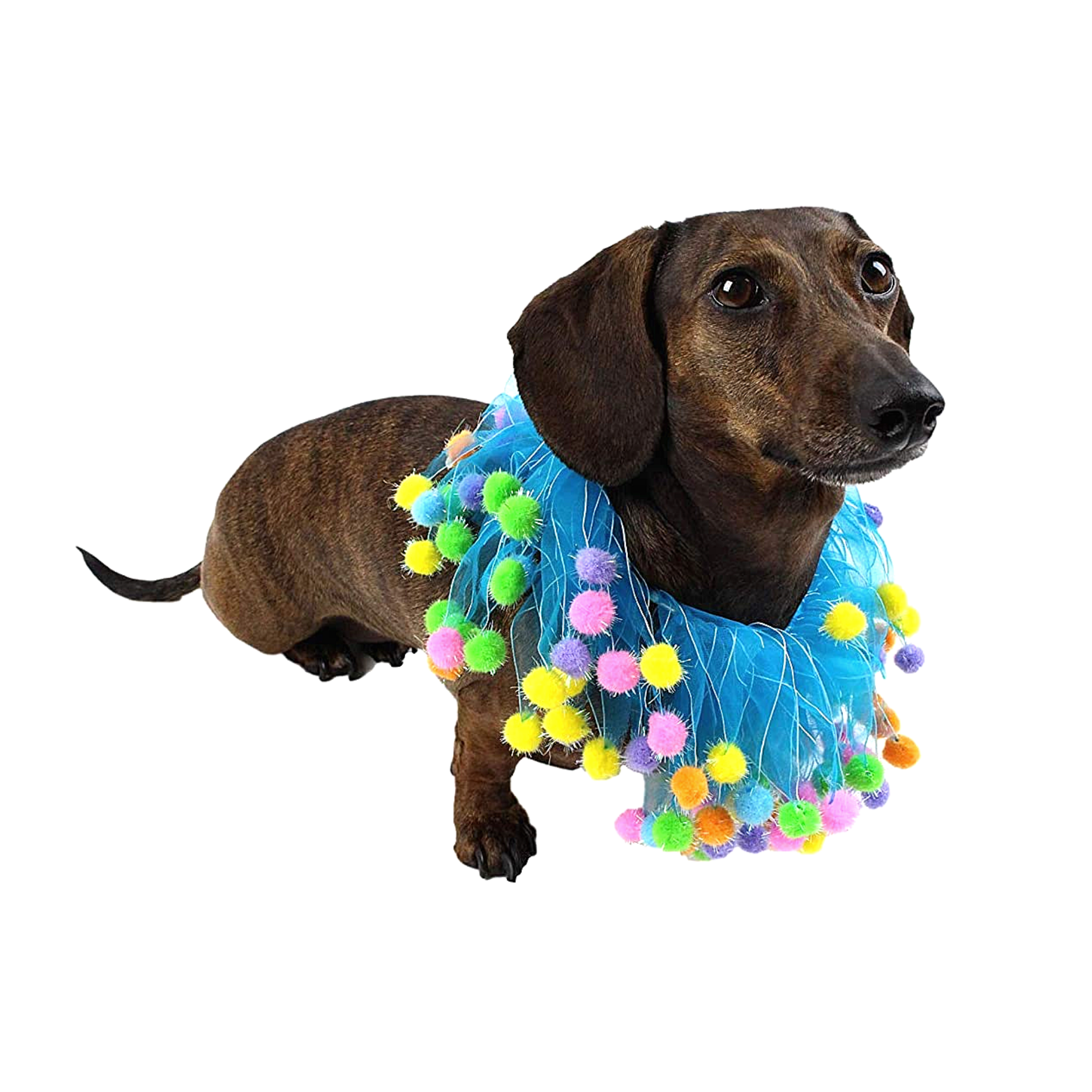 Midlee Designs - Wholesale Pet Collar - Dog - Midlee Blue Birthday Pom Pom Dog Collar2