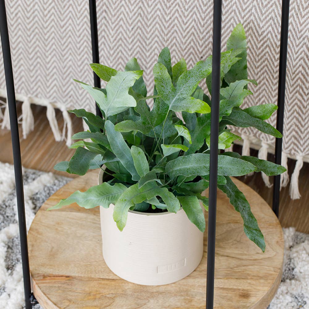 The Little Botanical – wholesale Live plant – British Grown Blue Star Fern9