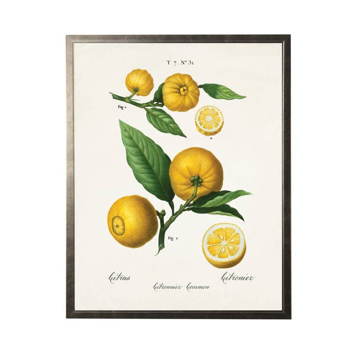 Lemons Vintage Bookplate for wholesale by Antique Curiosities Inc