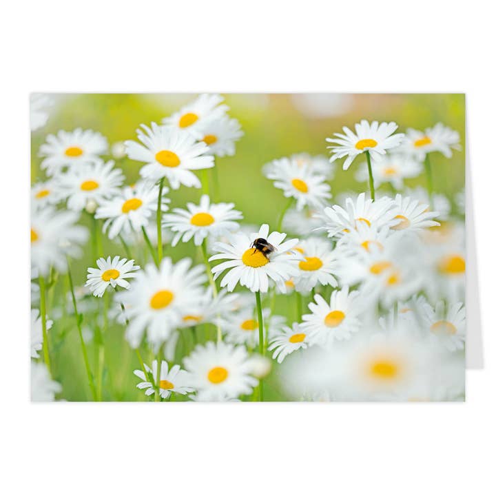 Biglietto pieghevole midi "Ape visita margherita" per la vendita all'ingrosso da parte di paruspaper. nutzfeine papeterie