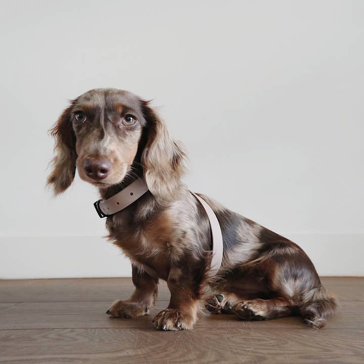 Lambwolf Collective - Wholesale Pet Harness - Dog - OTTO | figure 8 waterproof harness for dogs and cats