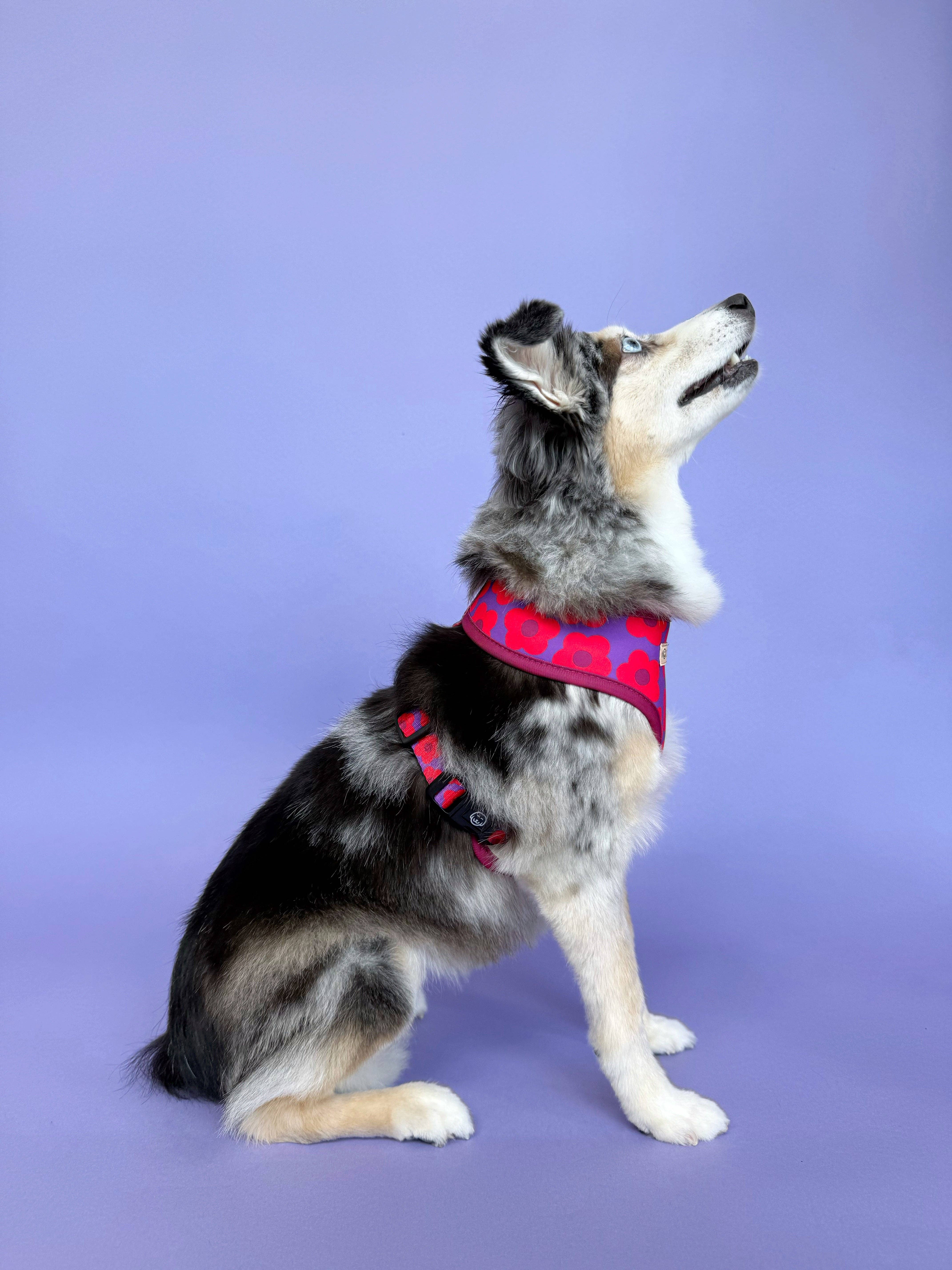 Molly & Co. - Venta al por mayor Arnés - Perros - Mon Chéri - Arnés Reversible para Perros5