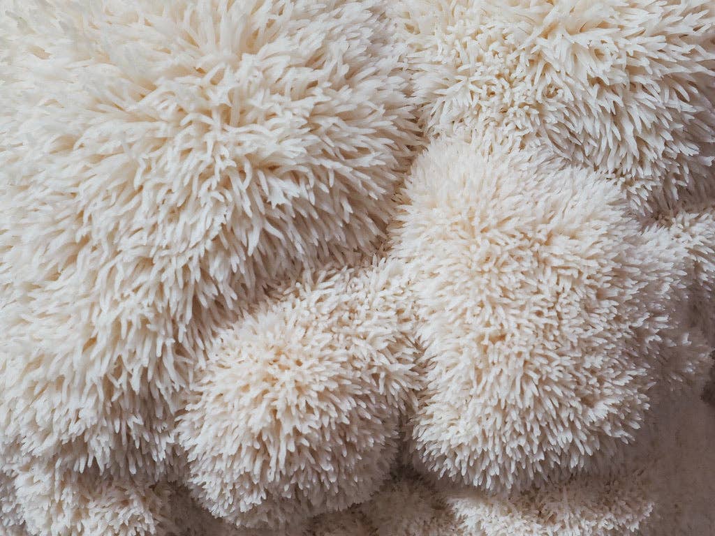 Mycoterra Farm - Wholesale DIY Food Kit - Organic Lion's Mane Mushroom Grow Kit2