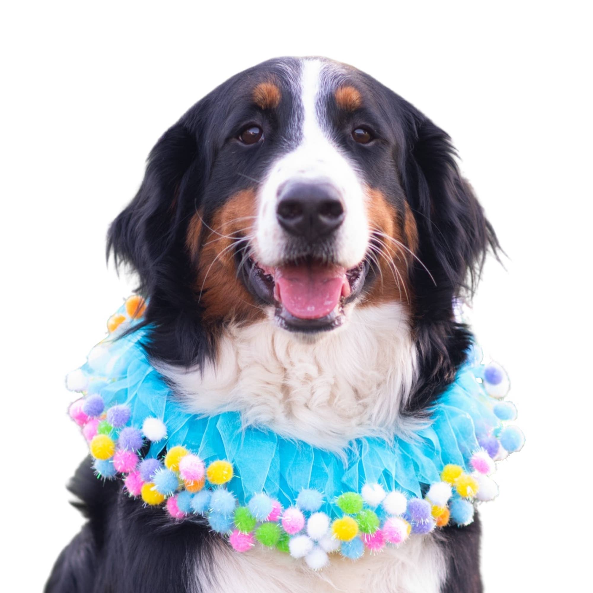 Midlee Designs - Wholesale Pet Collar - Dog - Midlee Blue Birthday Pom Pom Dog Collar5