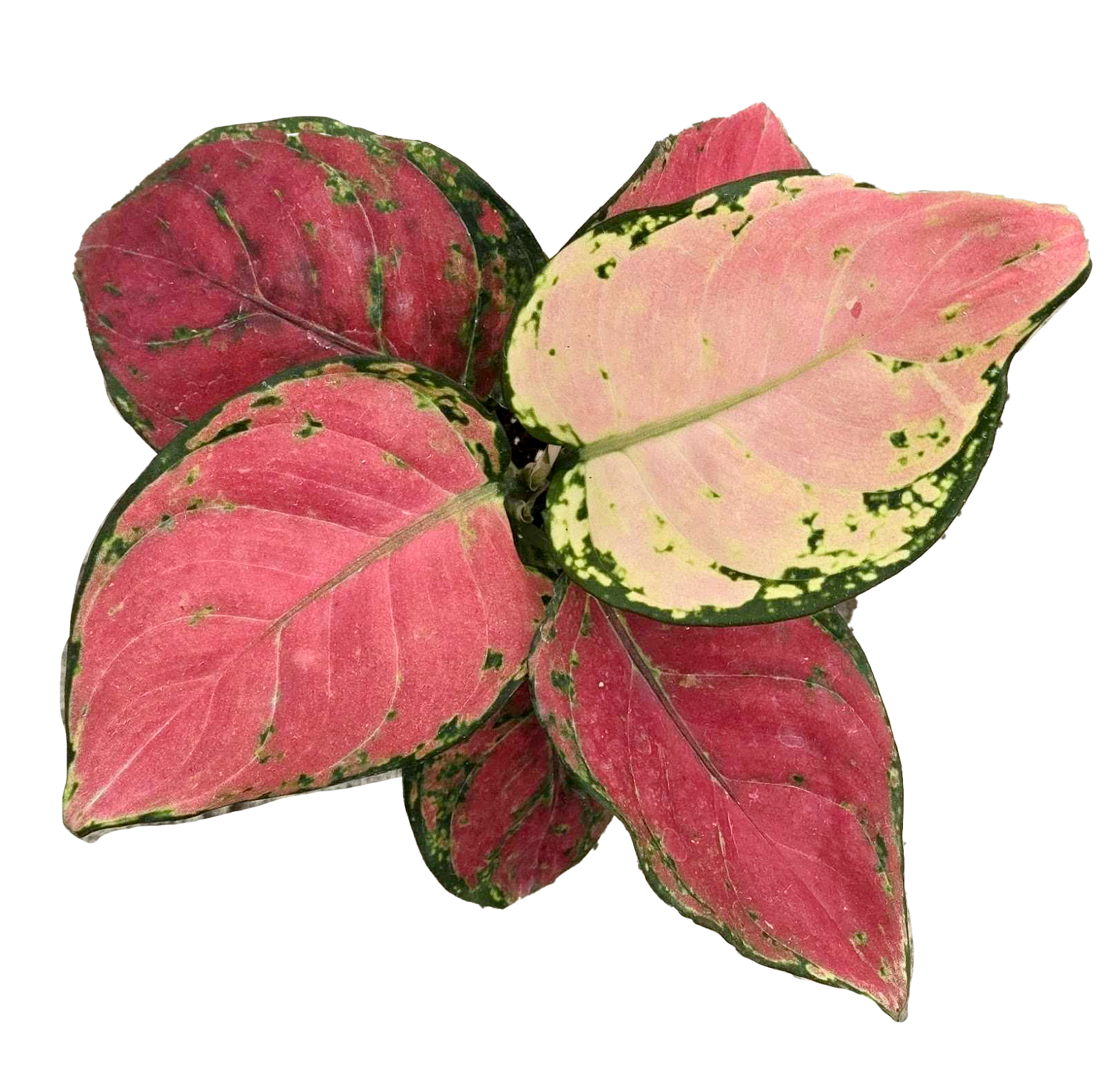 Arcadia Garden Products - Wholesale Live Plant - Aglaonema Diamond Red 4 inch Grower Pot1