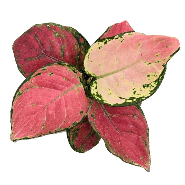 Arcadia Garden Products - Wholesale Live Plant - Aglaonema Diamond Red 4 inch Grower Pot1