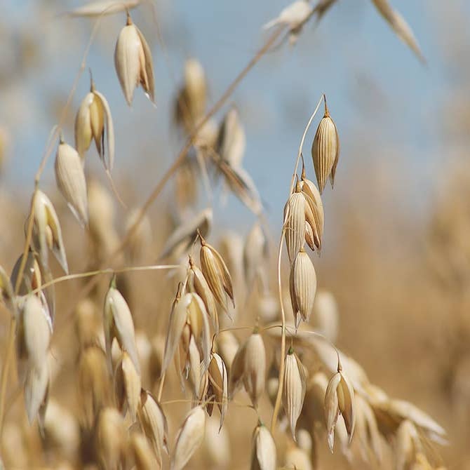 Teinture à base de plantes de paille d'avoine pour la vente par Daydream Organics | Prairie Doctor Brand