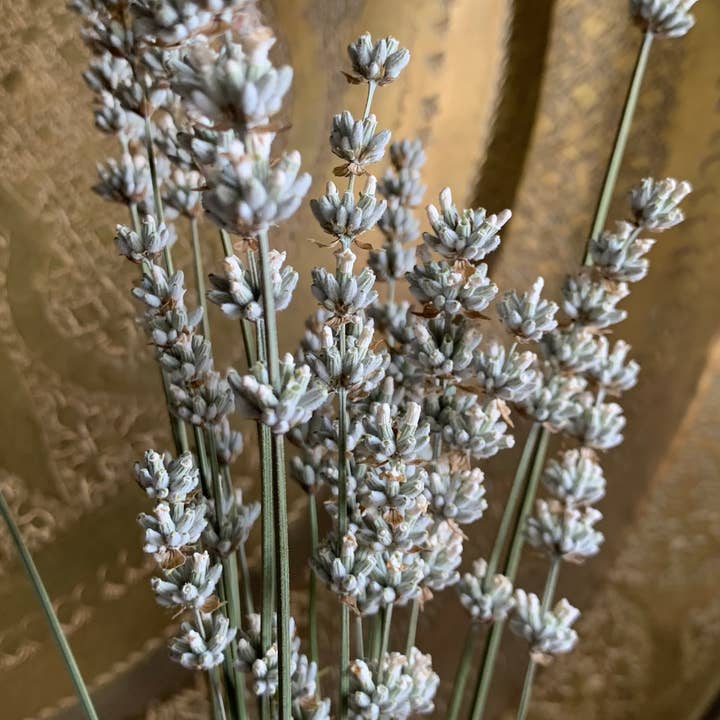 Twig and Snip - Wholesale Dried/Pressed Flowers - Dried White Lavender - Healing Flowers