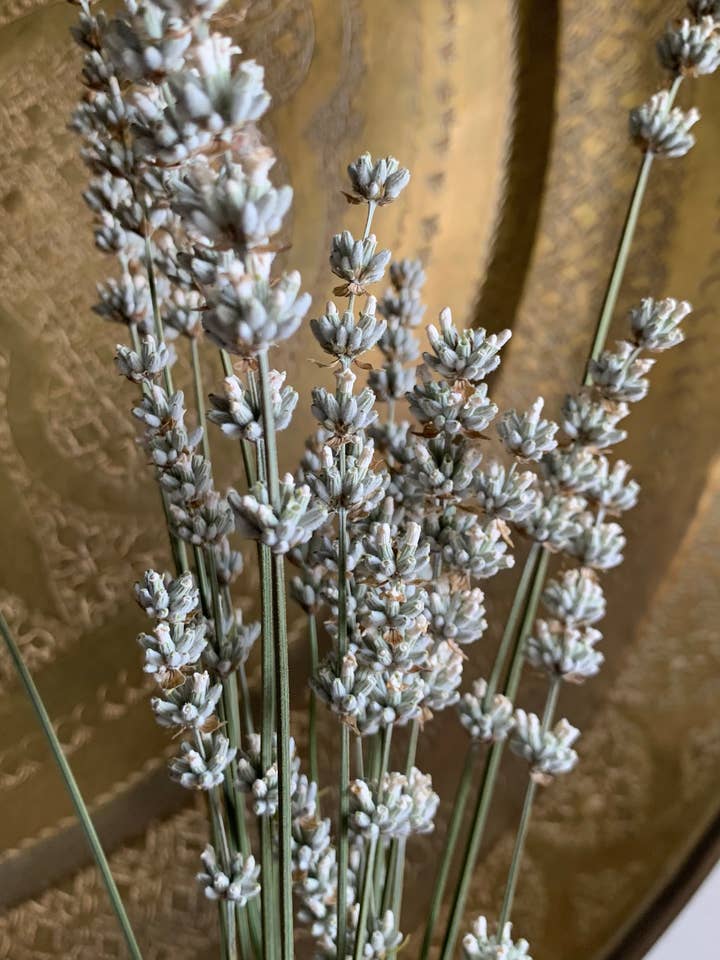 Dried White Lavender - Healing Flowers for wholesale by Twig and Snip