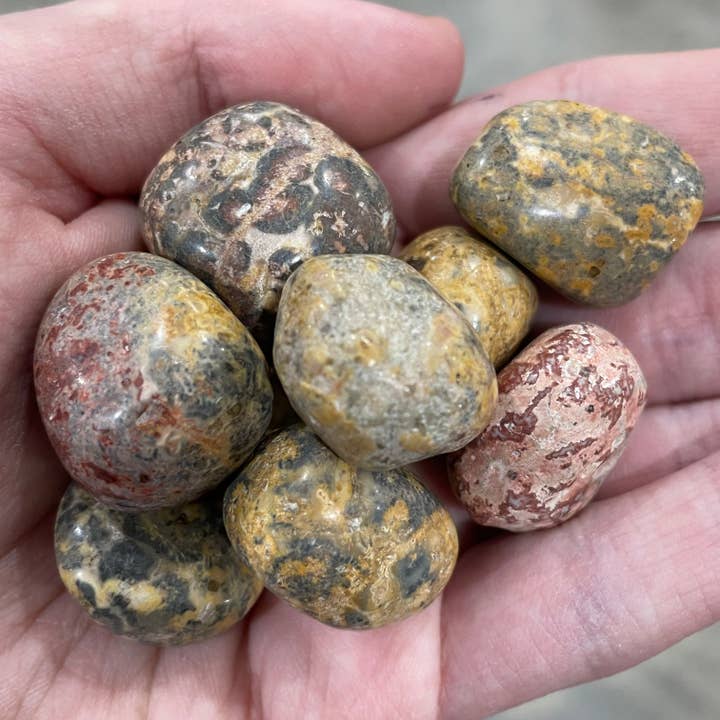 Leopardskin Jasper Tumbled Stones – 1 Pound Lot for wholesale by Keystone Crystals