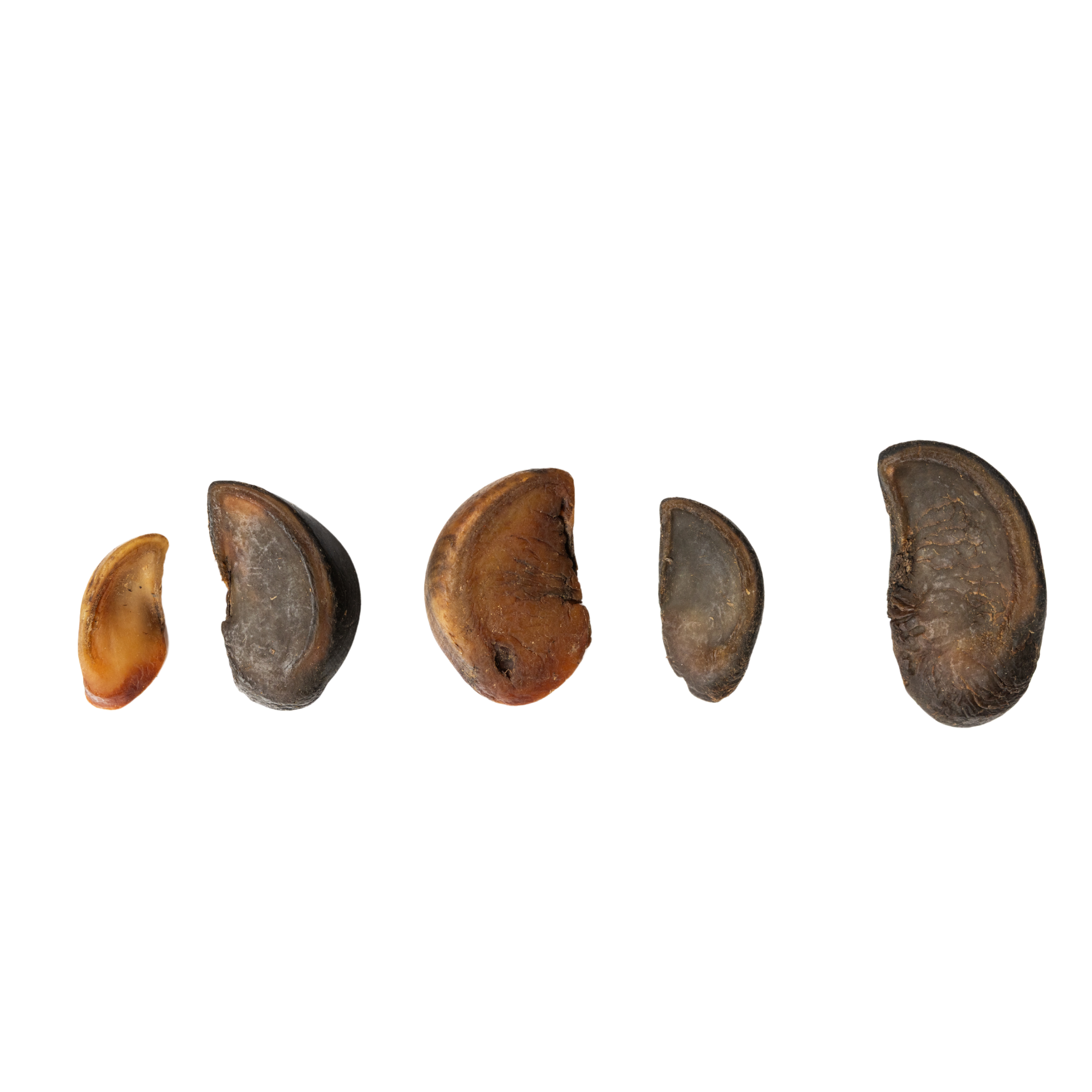 Jojo Modern Pets – Großhandel Leckerlis – Hund – Naturbelassene Premium-Kuhhuf-Kaustangen für Hunde (25/Stück)3