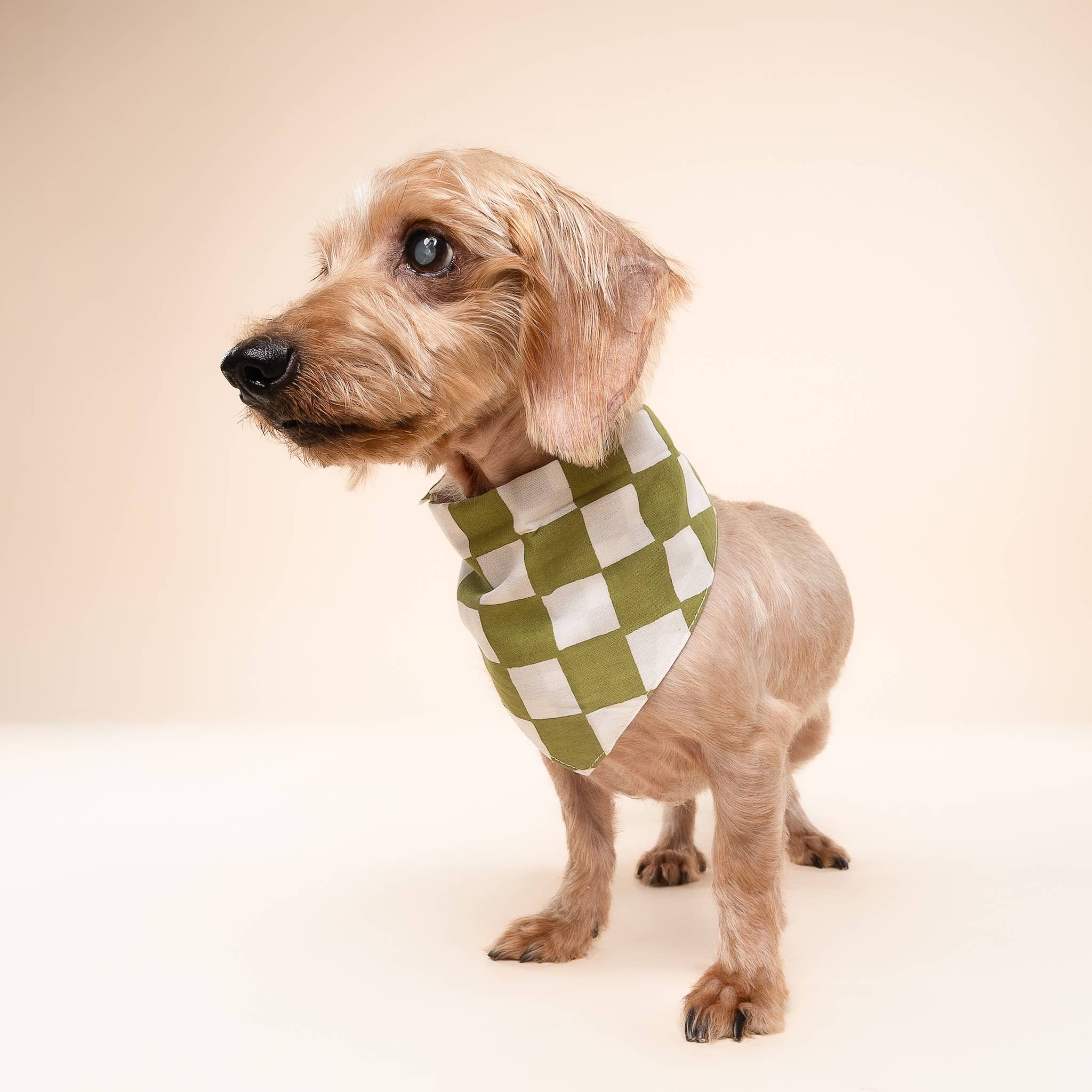 The Paws - Vente Bandana – chien - Bandana pour chien à motif damier Guacamole1