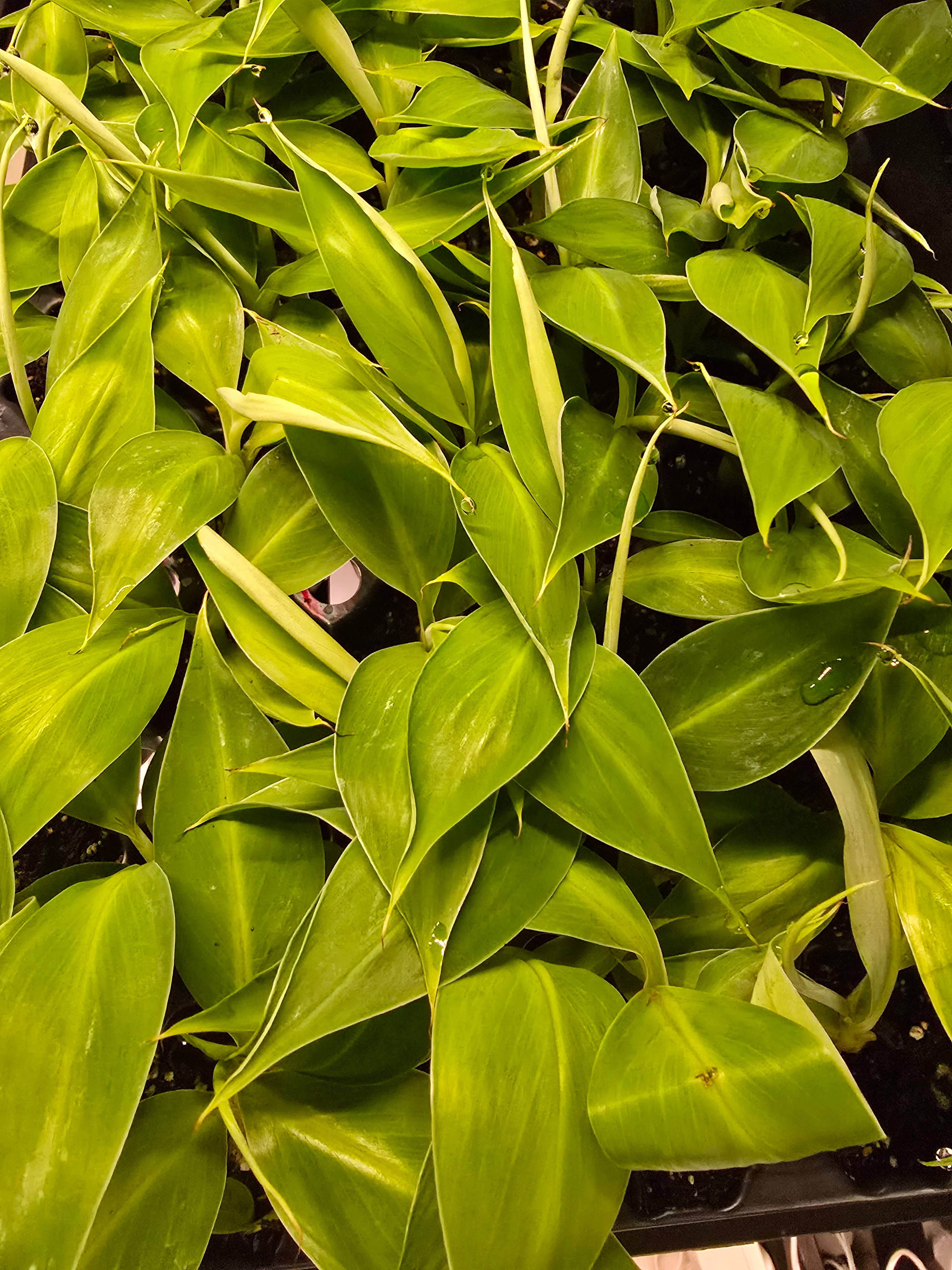 Dick's Sticks and Exotics - Wholesale Live Plant - Growers Choice Mega Mix. Unpotted. 11