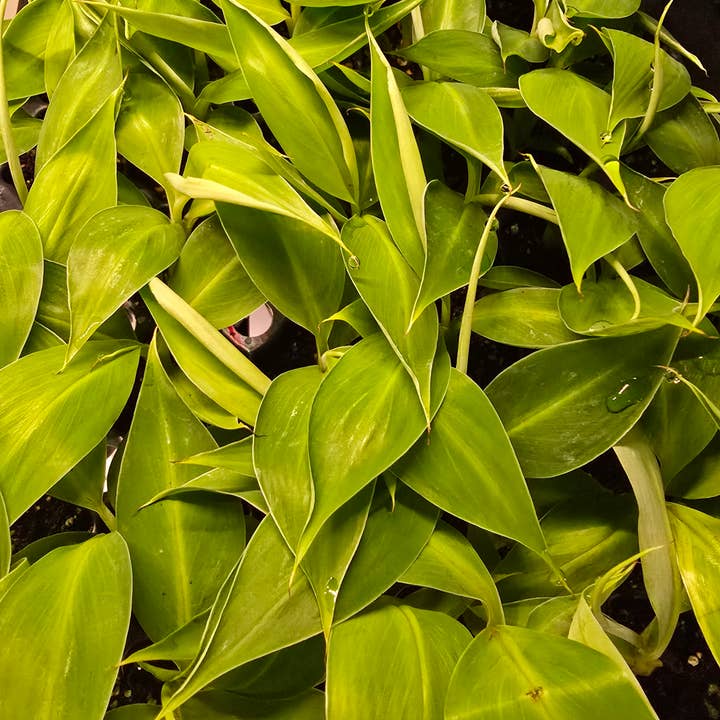 Dick's Sticks and Exotics - Wholesale Live Plant - Growers Choice Mega Mix. Unpotted. 11