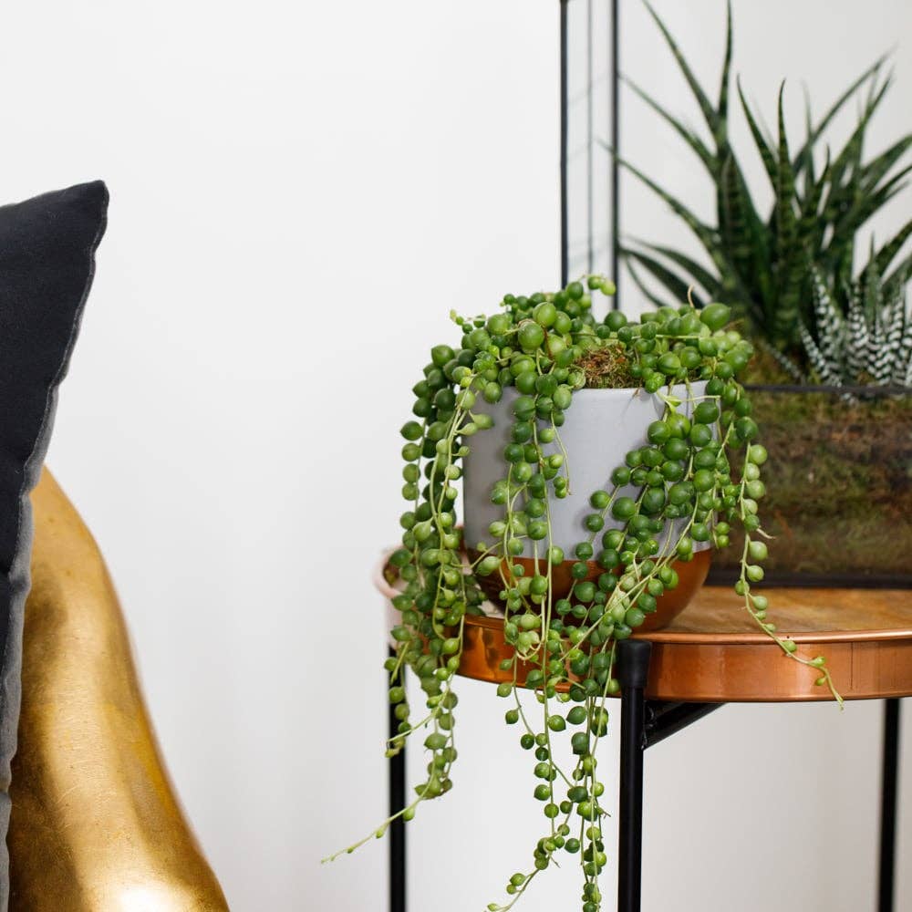 The Little Botanical - Wholesale Live Plant - String of Pearls in grey/copper pot6